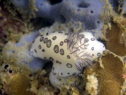 Jorunna Funebris, 8m depth, sitting on a rock. Phu Quoc I... by Todd Hansen 